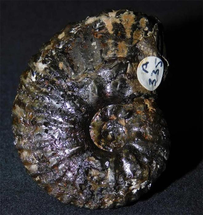 Click to enlarge
