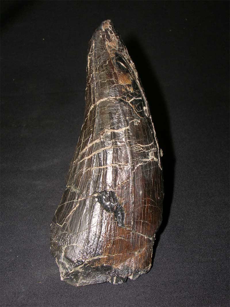 UK fossils including British ammonites Fossils Direct